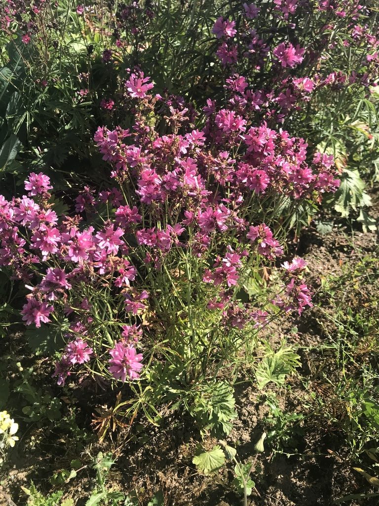 Sidalcea nelsoniana, photographed by Michael O'Loughlin