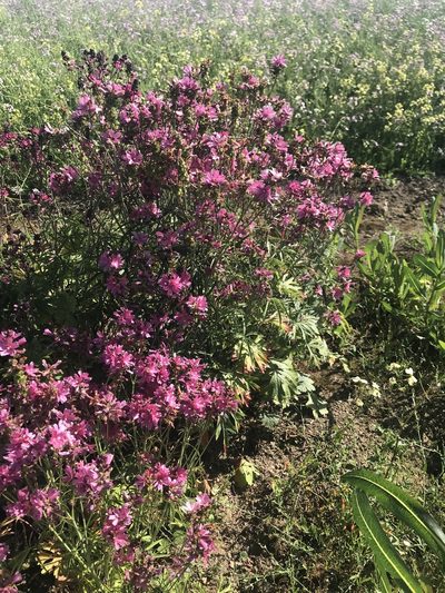 Sidalcea nelsoniana, photographed by Michael O'Loughlin