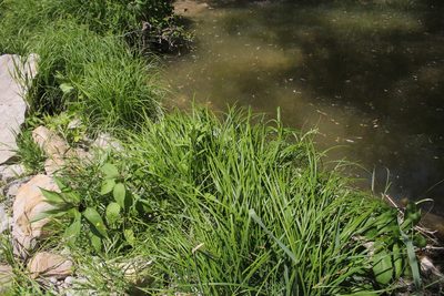 Carex emoryi, photographed by Quinten Wiegersma