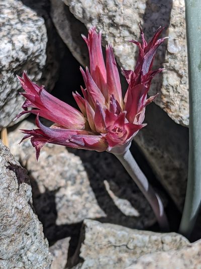 Allium monticola, photographed by Alex Heyman