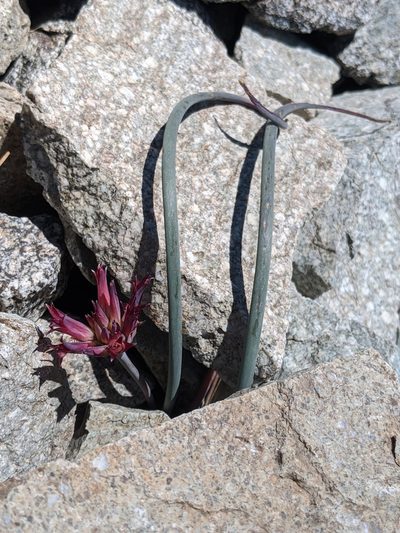 Allium monticola, photographed by Alex Heyman