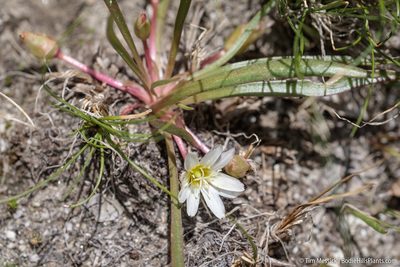 Lewisia nevadensis, photographed by Tim Messick