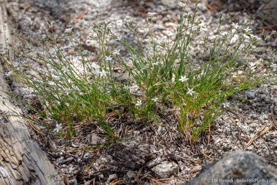 Eremogone kingii, photographed by Tim Messick