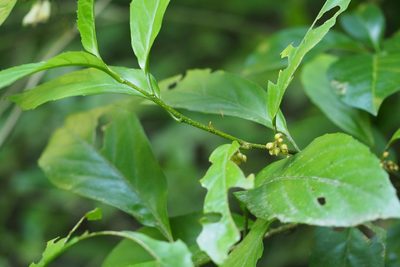 Maesa japonica, photographed by harum.koh