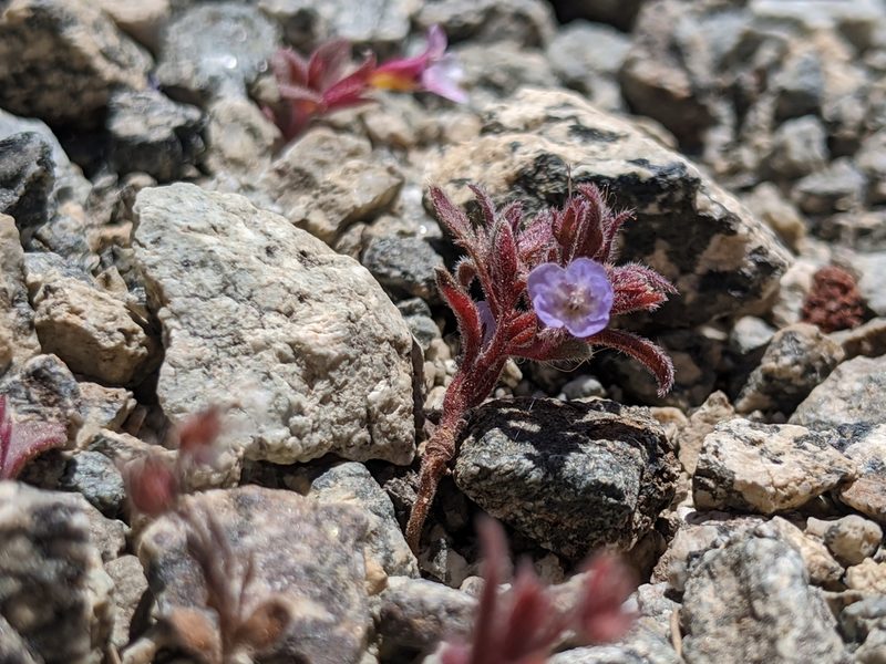 Phacelia austromontana, photographed by Alex Heyman