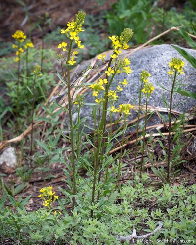 Erysimum perenne, photographed by Tim Messick