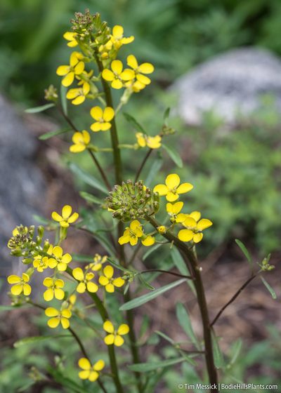 Erysimum perenne, photographed by Tim Messick