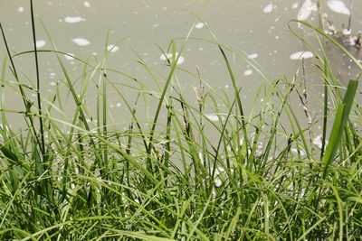 Carex emoryi, photographed by Quinten Wiegersma