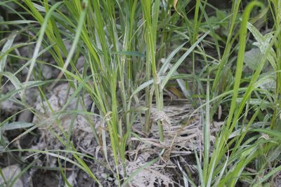 Carex emoryi, photographed by Quinten Wiegersma