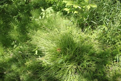 Carex laevivaginata, photographed by Quinten Wiegersma