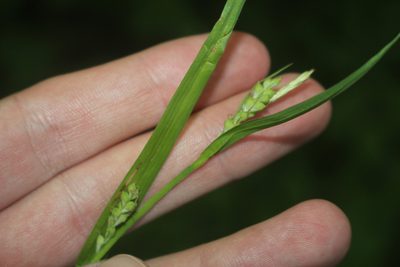 Carex leptonervia, photographed by Quinten Wiegersma
