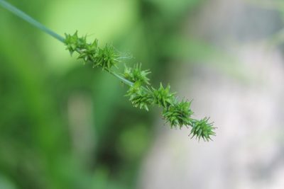 Carex sparganioides, photographed by Quinten Wiegersma