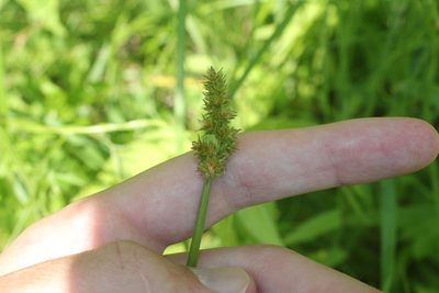 Carex alopecoidea, photographed by Quinten Wiegersma