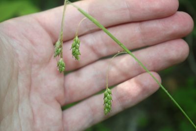 Carex formosa, photographed by Quinten Wiegersma