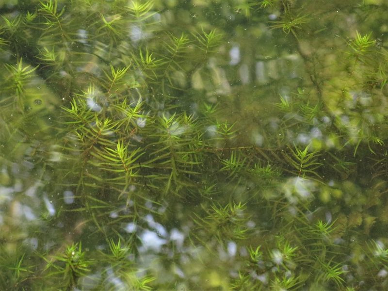 Didiplis diandra, photographed by jim_keesling