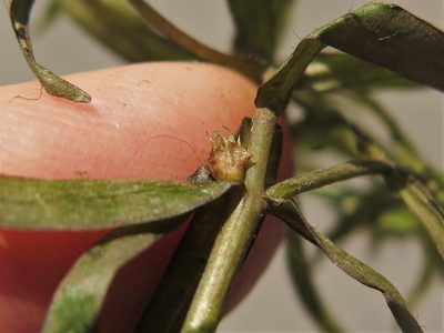 Didiplis diandra, photographed by jim_keesling