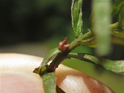 Didiplis diandra, photographed by jim_keesling