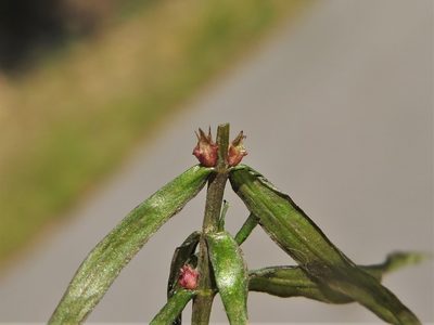 Didiplis diandra, photographed by jim_keesling