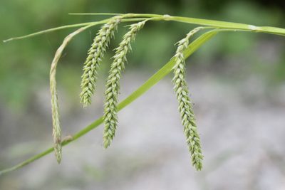 Carex prasina, photographed by Quinten Wiegersma