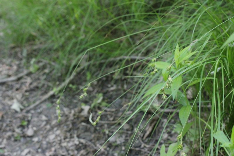 Carex echinodes, photographed by Quinten Wiegersma