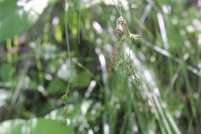 Carex echinodes, photographed by Quinten Wiegersma