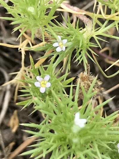 Navarretia saximontana, photographed by stenarmer52