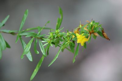 Hypericum galioides, photographed by Lauren McLaurin