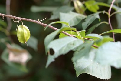 Halesia diptera, photographed by Lauren McLaurin