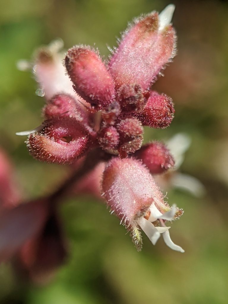 Heuchera abramsii, photographed by Alex Heyman