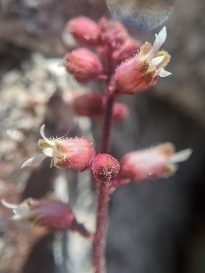 Heuchera abramsii, photographed by Alex Heyman