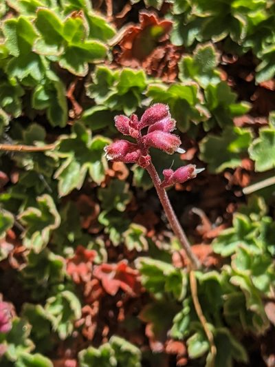 Heuchera abramsii, photographed by Alex Heyman