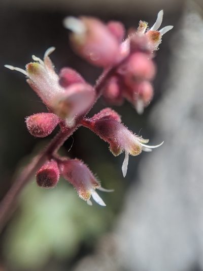 Heuchera abramsii, photographed by Alex Heyman