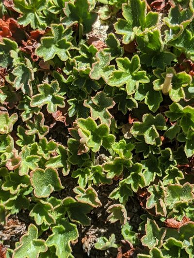 Heuchera abramsii, photographed by Alex Heyman