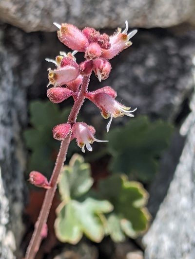 Heuchera abramsii, photographed by Alex Heyman