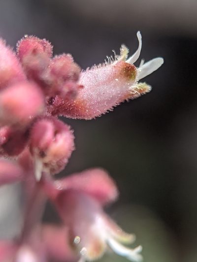 Heuchera abramsii, photographed by Alex Heyman