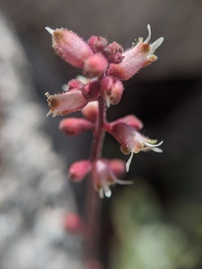 Heuchera abramsii, photographed by Alex Heyman