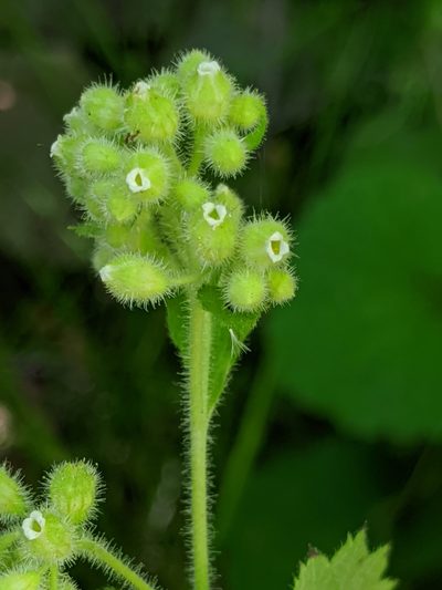 Boykinia rotundifolia, photographed by Alex Heyman