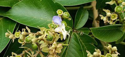 Vitex pinnata, photographed by Ong Jyh Seng