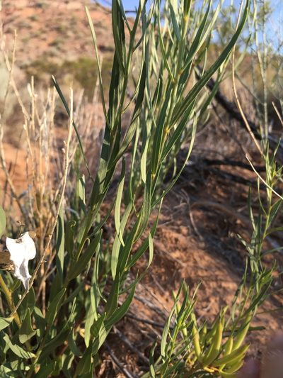 Amsonia fugatei, photographed by Cecelia Alexander