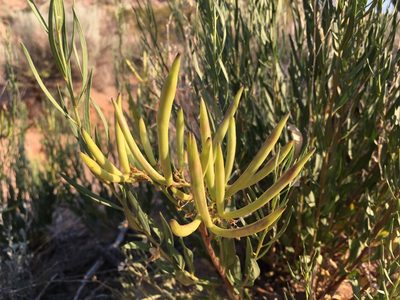 Amsonia fugatei, photographed by Cecelia Alexander