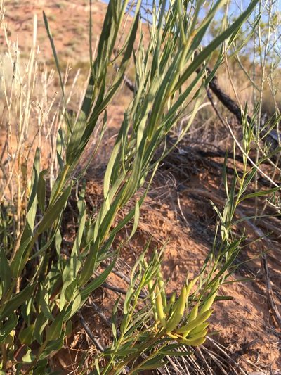 Amsonia fugatei, photographed by Cecelia Alexander