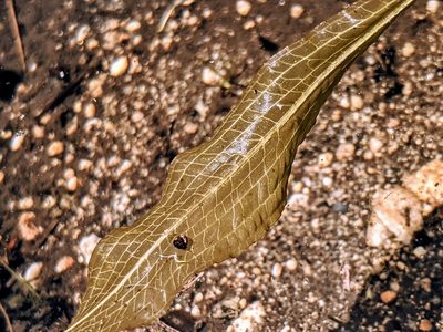 Potamogeton illinoensis, photographed by Alex Heyman