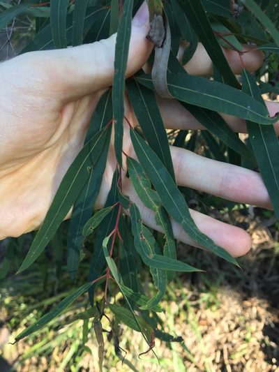 Angophora bakeri, photographed by Thomas Mesaglio