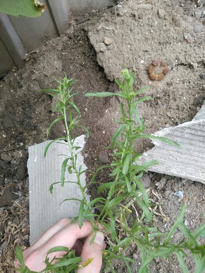 Lepidium apetalum, photographed by Дмитрий
