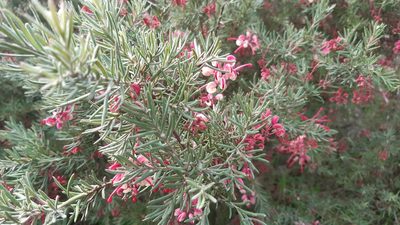 Grevillea lanigera, photographed by Matthew Lincoln