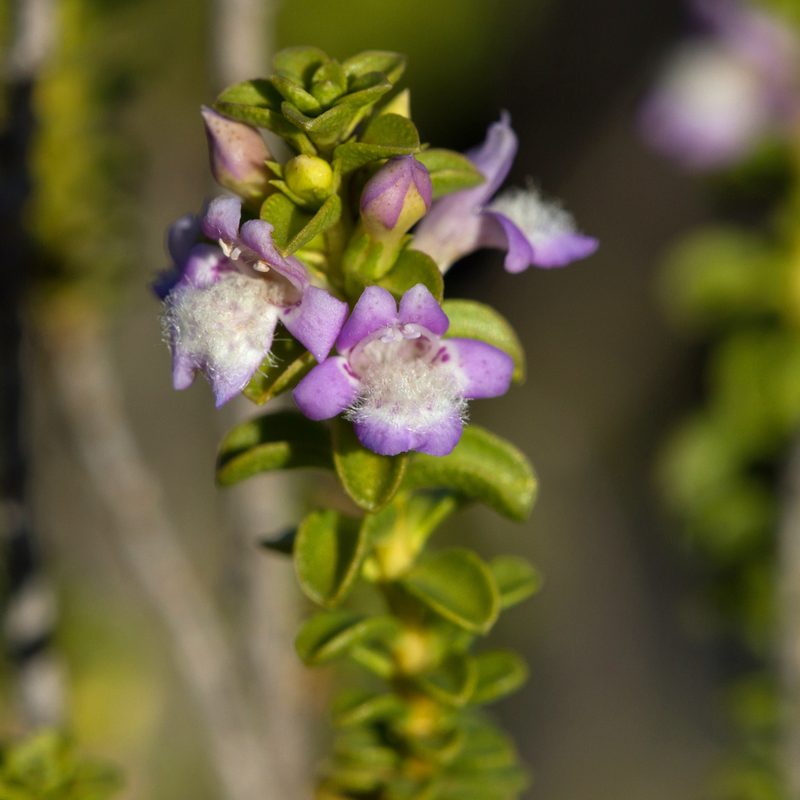 Eremophila crassifolia, photographed by Kym Nicolson