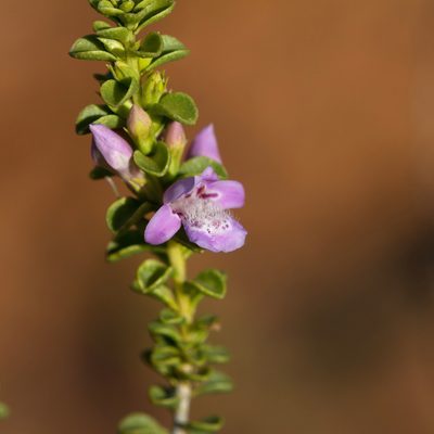 Eremophila crassifolia, photographed by Kym Nicolson