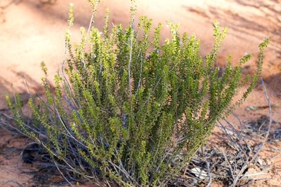 Eremophila crassifolia, photographed by Kym Nicolson
