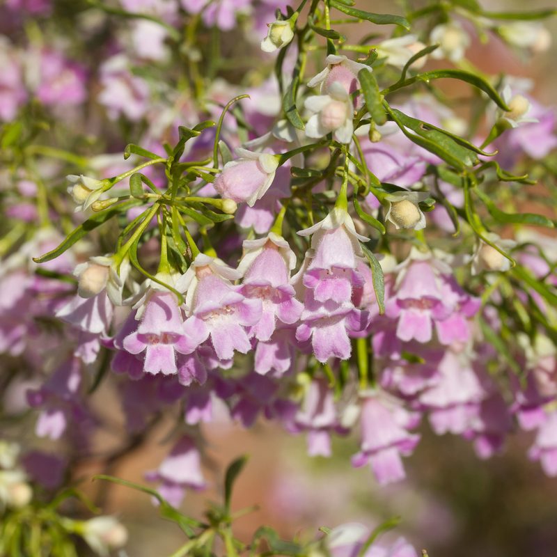 Eremophila sturtii, photographed by Kym Nicolson