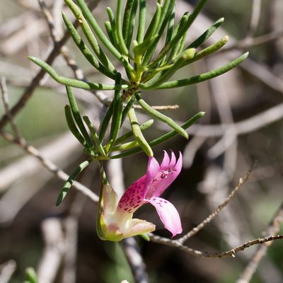 Eremophila alternifolia, photographed by Kym Nicolson